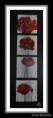 /album/les-coquelicots/diapo-coquelicots-jpg/